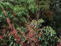 Hamamelis Amethyst 2016 01 23 9027